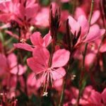 Gaura Belleza Pink