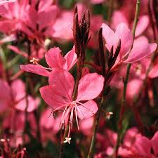 Gaura Belleza Pink