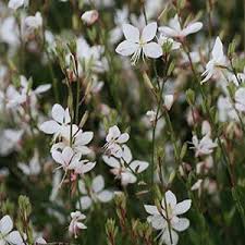 Gaura Belleza White
