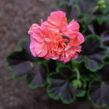 Geranium Brocade Salmon Night