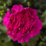 Geranium Calliope Cascade Violet
