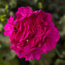 Geranium Calliope Cascade Violet