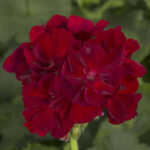Geranium Calliope Large Burgundy