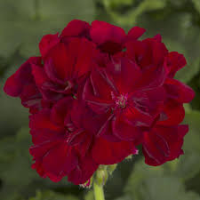 Geranium Calliope Large Burgundy