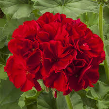 Geranium Calliope Large Dark Red