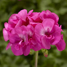 Geranium Calliope Large Hot Pink