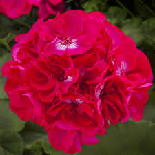 Geranium Calliope Large Hot Rose