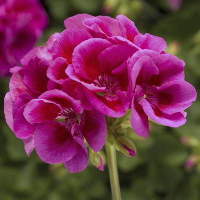 Geranium Calliope Large Lavender Splash