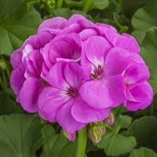 Geranium Calliope Large Lavender