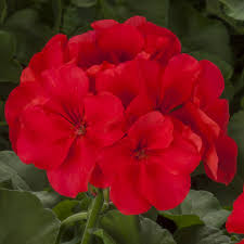 Geranium Calliope Large Orange Splash