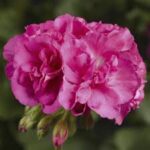 Geranium Calliope Large Pink