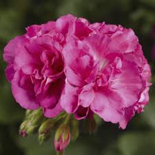 Geranium Calliope Large Pink
