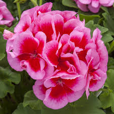 Geranium Calliope Large Rose Mega Splash