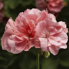 Geranium Calliope Large Salmon