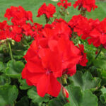 Geranium Calliope Large Scarlet Fire