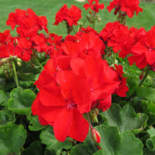Geranium Calliope Large Scarlet Fire