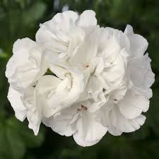 Geranium Calliope Large White