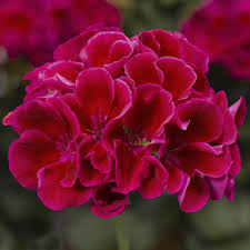 Geranium Calliope Medium Crimson Flame