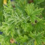 Geranium Citronella