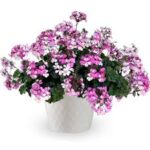 Geranium ,Ivy Caldera Lavender Glow