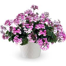 Geranium ,Ivy Caldera Lavender Glow