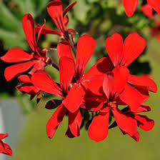 Geranium, Ivy Caldera Red