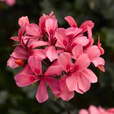 Geranium, Ivy Caldera Salmon