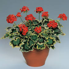 Geranium Mrs. Pollack