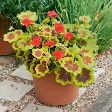 Geranium Occold Shield