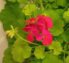 Geranium Persian Queen