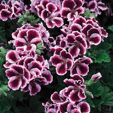 Geranium Regal Elegance Imperial