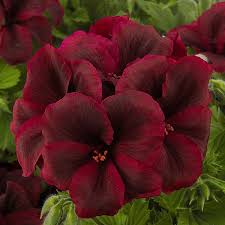 Geranium, Regal Regal Elegance Burgundy