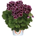 Geranium, Regal Regal Elegance Imperial
