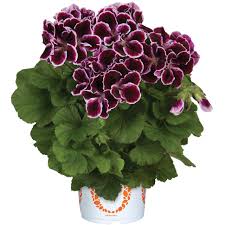 Geranium, Regal Regal Elegance Imperial