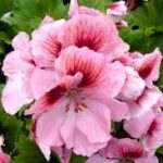 Geranium, Regal  Regal Elegance Rose BiColor