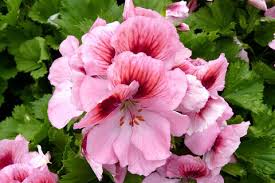 Geranium, Regal Regal Elegance Rose BiColor
