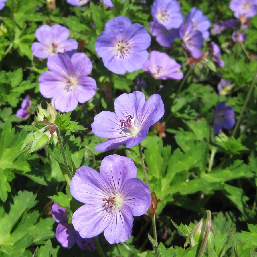 Geranium Rozanne