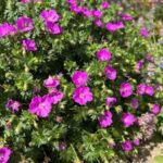 Geranium sanguineum Max Frei