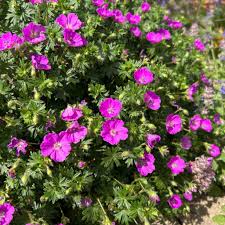 Geranium sanguineum ‘Max Frei’