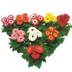 Gerbera Florist Maxi Mix Dark Eye