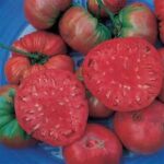 Tomato Heirloom Giant Belgium (4 Pack)