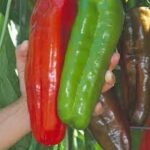 Pepper Giant Marconi (Single)