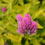 Gomphrena Cosmic Flare