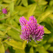 Gomphrena Cosmic Flare