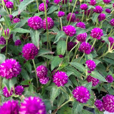 Gomphrena Pinball Purple