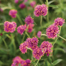Gomphrena Truffula Pink