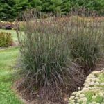 Grass- Andropogon gerardii Blackhawks