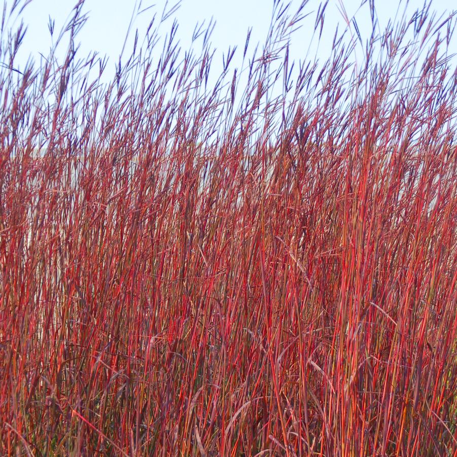 Grass- Andropogon gerardii Red October