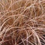 Grass, Carex Bronco