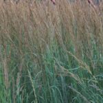 Grass- Calamagrostis acutiflora Karl Foerster